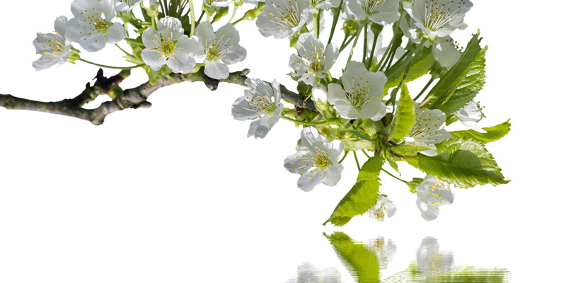 pixabay