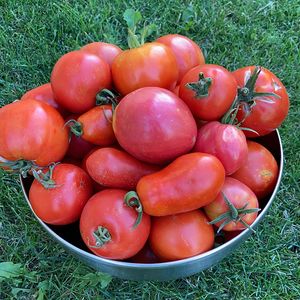 Eine Schale von Susi - die Paradeiser gehören bald mir