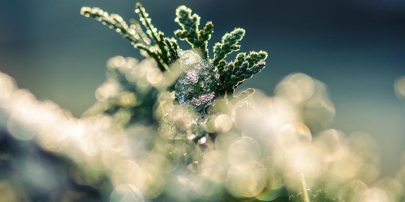 ein vereister junger Trieb