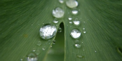 Wassertropfen rinnen ein Blatt hinunter und das Licht reflektiert darin