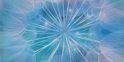 Pusteblumestängel laufen in der Mitte zusammen auf weiß-hellblauem Hintergrund