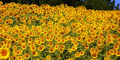 Gottesdienstordnung / unbekannt August25